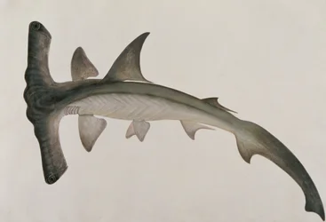 Eeoo Tando, de Dibujos de peces de Malaca, c.1805-18